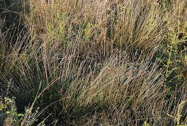 Image result for Schoenus