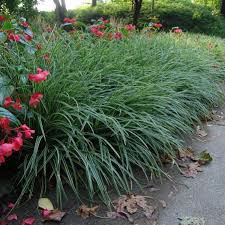 Image result for Carex