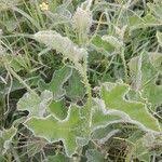 Image result for Cucumis aculeatus