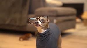With tenor, maker of gif keyboard, add popular jenna marbles kermit animated gifs to your conversations. Pin On Jenna S Dogs