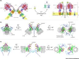 Atp synthase is a complex which makes use of the proton potential created by the action of the electron transport chain in mitochondria. A Lethal Channel Between The Atp Synthase Monomers Trends In Biochemical Sciences