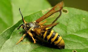 Not surprisingly, yellowjackets get their common name from their typical black and yellow color pattern banded across their abdomens. Raspberry Crown Borer Managing The Muncher Epic Gardening