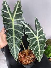 Aglaonema merupakan jenis tanaman hias daun yang sangat cocok digunakan sebagai pelengkap dekorasi interior rumah anda. Tips Agar Daun Tanaman Hias Mengkilap Dan Bersih Dengan Bahan Alami