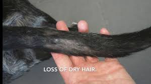 Like people, your cat can be allergic to food, insect bites, medicines, dust, or pollen. Cat Losing Fur On Tail Off 79 Www Usushimd Com