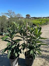 Image result for Eriobotrya japonica