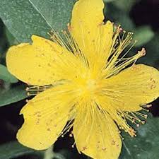 Image result for Melasma calycinum