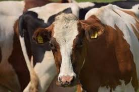 L Aide Aux Bovins Laitiers Abl Aides Animales Couplees Aides De La Politique Agricole Commune Pac Agriculture Politiques Publiques Accueil Les Services De L Etat En Ariege