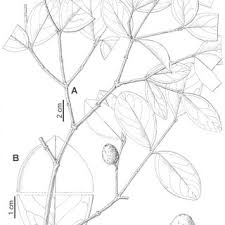 Image result for Memecylon rovumense