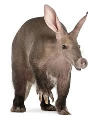 Aardvark Orycteropus 16 Years Old In Front Of White Background Sponsored Ad Sponsored Orycteropus Backgr Animal Pictures Animals Nocturnal Mammals