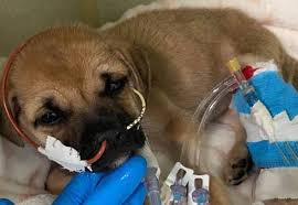 Touching Story of Tiny and Sick Puppy was Sold for 20$- She's tiny fighter who beat the odd #Animals #recuseAnimals #AnimalLovers #PetTok #FunnyAnimals