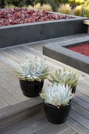 Grow A Garden Of Succulents For Easy Beauty Succulent Landscape Design Asian Landscape Succulent Landscaping