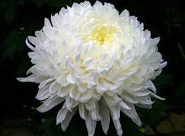 We did not find results for: Jual Benih Bunga Marigold Putih F1 Di Lapak Happy Seed Asia Bukalapak