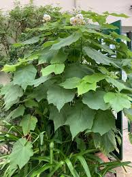 Image result for Sparrmannia africana