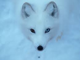 Photo Of White Wolf Arctic Fox Hd Wallpaper Wallpaper Flare