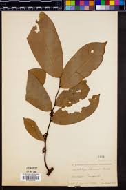 Image result for Artabotrys monteiroae