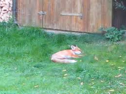 Donaueschingen Fuchs Macht Garten Zur Mullkippe Donaueschingen Umgebung Schwarzwalder Bote