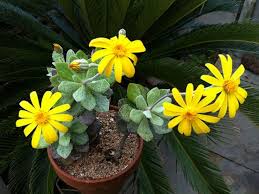 Image result for Caputia