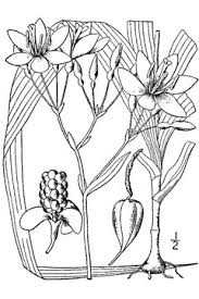 Plant lily bulbs in fall. Belamcanda Chinensis Leopard Lily Blackberry Lily Leopard Flower Pfaf Plant Database