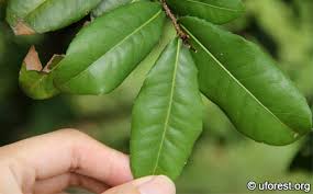 Image result for Ochna kirkii