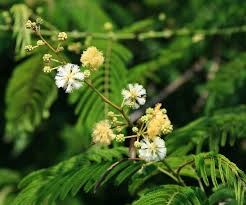 Image result for Acacia montigena