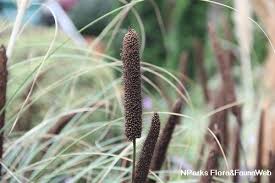 Image result for Cenchrus americanus