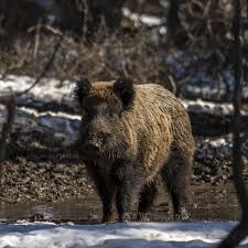 La chasse en battues se pratique d'octobre à fin février. Chasse Au Sanglier