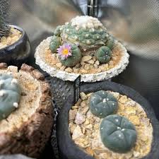 Lophophora: Growing Peyote (And Other Cacti) On The Balcony - Information  On The Peyote Cactus Et Cetera