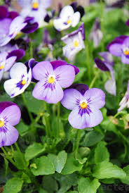 Image result for Violaceae