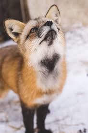 All You Need Is Love I Own This Fox Foxes Michaellouis Www Michaellouis Com Animals Beautiful Cute Animals Animals Friends