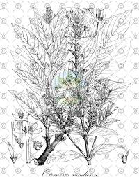 Image result for Otomeria