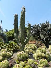 The Desert Garden At The Huntington Botanical Gardens In San Marino Ca Photo By Linda Hong Planting Succulents Trees To Plant Low Water Gardening