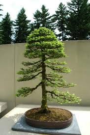 Bonsai Bonsai Pflanzen Bonsai Baum Pflanzen