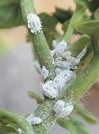 This residue is either the egg sacs of the mealybugs or the pests themselves. How To Get Rid Of Mealybugs On Succulents Plant Pests White Bugs On Plants Indoor Fruit Trees