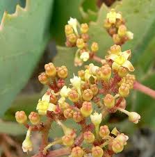 Image result for Cyphostemma congestum