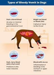 Why Is My Dog Vomiting Blood Canna Pet