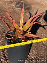 Image result for Aloe carnea