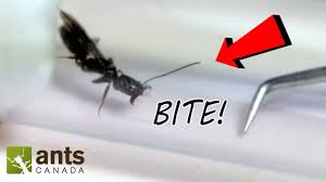 The flying ants from around the area meet up for a mating fest. Omg I Caught A New Queen Ant A Monster Ant Battle Feat Trap Jaws Weaver Ants Marauder Ants Youtube