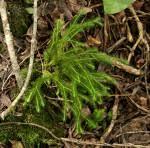 Image result for Huperzia dacrydioides