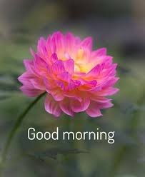 250 Most Beautiful Good Morning Images Free Download Hindi Status In 2020 Good Morning Beautiful Good Morning Flowers Good Morning Beautiful Images