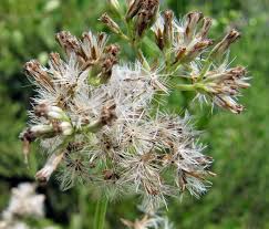 Image result for Mikaniopsis