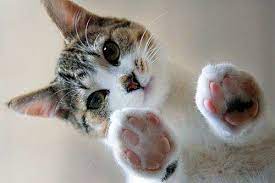 9 Fascinating Facts About Cat Paws Page 2 Of 9 The Purrington Post