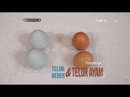 Ini karena protein dalam telur bebek dan ayam sedikit berbeda. Perbandingan Detail Telur Bebek Vs Telur Ayam Mana Yang Lebih Sehat Youtube