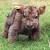 Baby Highland Cattle