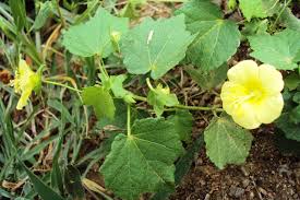 Image result for Pavonia burchellii