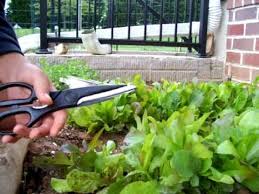 A length of 2 large or 3 regular paper towels or one large dish towel works well for a large head of lettuce or bunch of greens. How To Harvest And Clean Lettuce Youtube