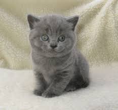 Also you can apply for our financing and lease programs. Short Hair Grey Kitten For Sale Novocom Top