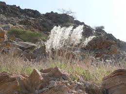 Image result for Stipagrostis