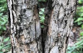 Image result for Dalbergia melanoxylon