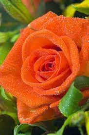 Beautiful marigold flowers on white background. Orange Rose Orange Roses Beautiful Rose Flowers Hybrid Tea Roses