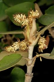 Image result for Androstachys johnsonii